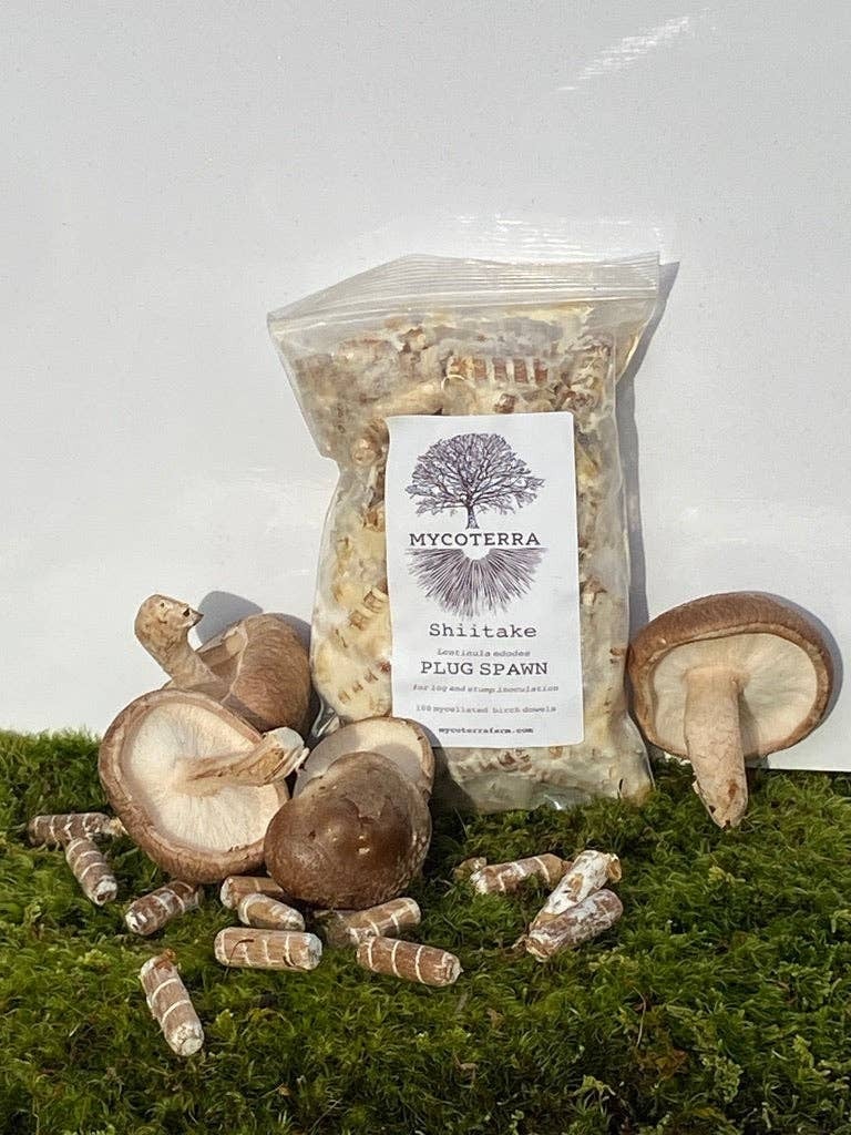 Plug Spawn - Shiitake Mushrooms main image 0